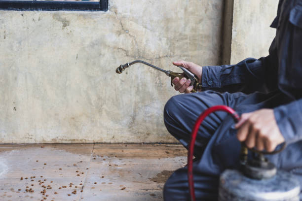 Pest Prevention Services in First Mesa, AZ